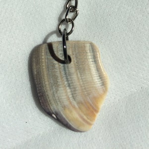May include: A seashell keychain with a silver-colored metal ring and chain. The shell is a light beige color with darker brown and purple stripes. The keychain is a decorative accessory.