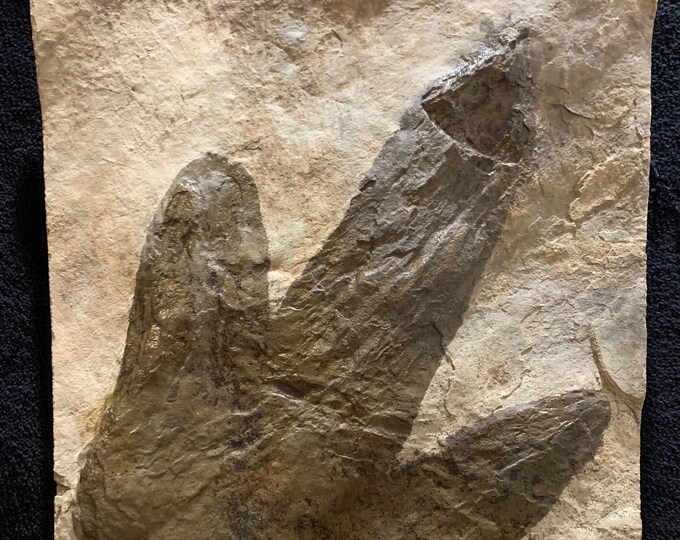 Dilophosaurus Eubrontes Dinosaur Footprint Track for Sale Etsy