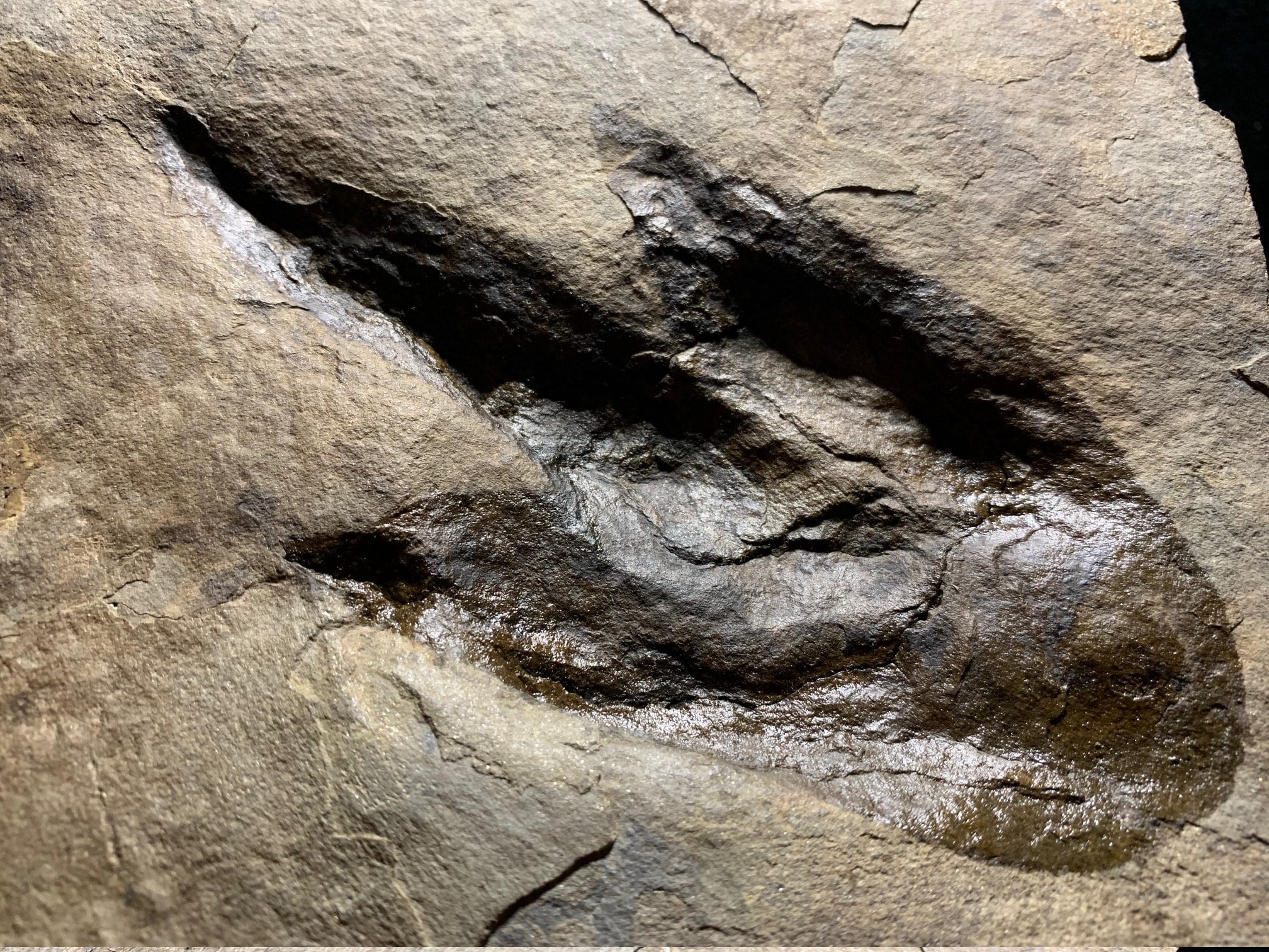 foot print fossils