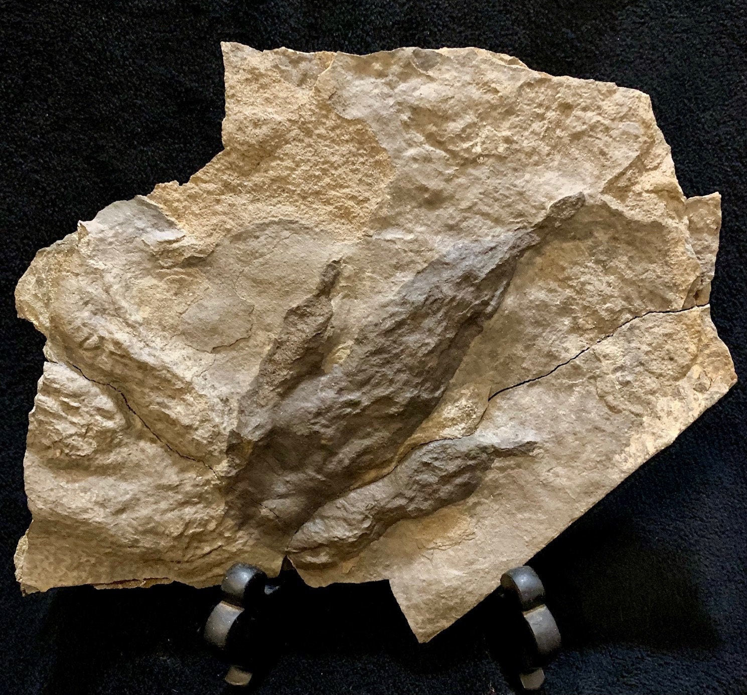 Dinosaur Fossil Footprint Matched Pair Grallator Track ON | Etsy