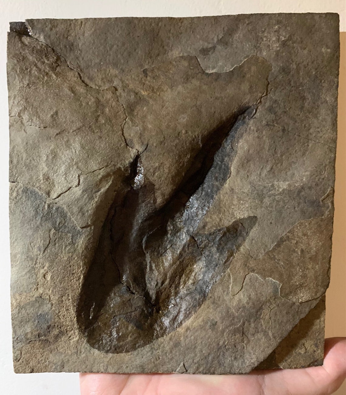 Museum Quality Dinosaur Fossil Footprint Grallator Track for Etsy