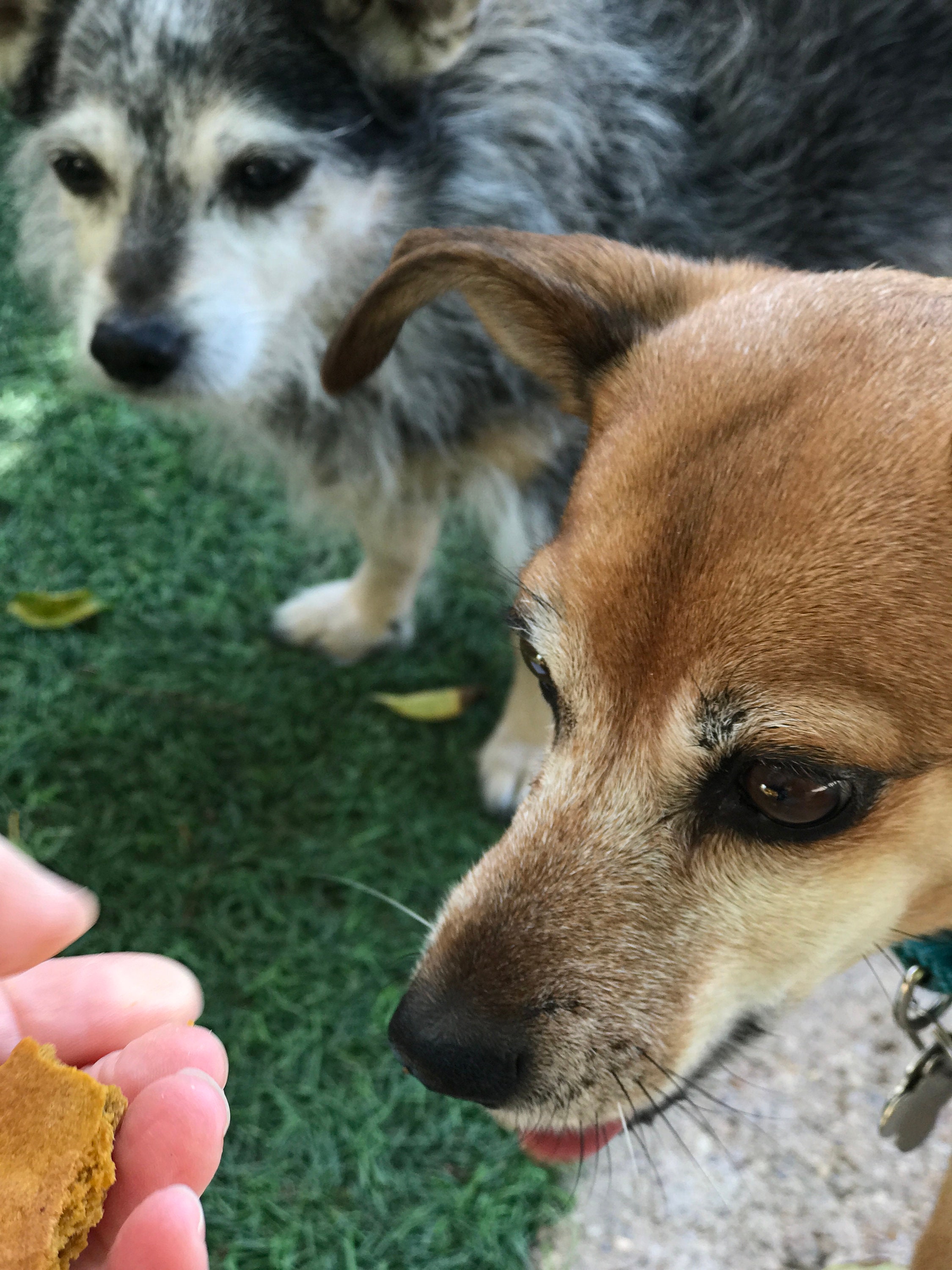 Tiny Dog Treats Etsy