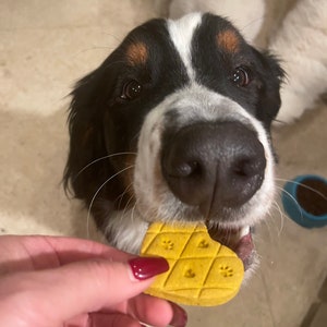 May include: A black, white, and brown dog with a big, wet nose looks up at a hand holding a heart-shaped yellow dog treat. The treat has paw prints embossed on it.