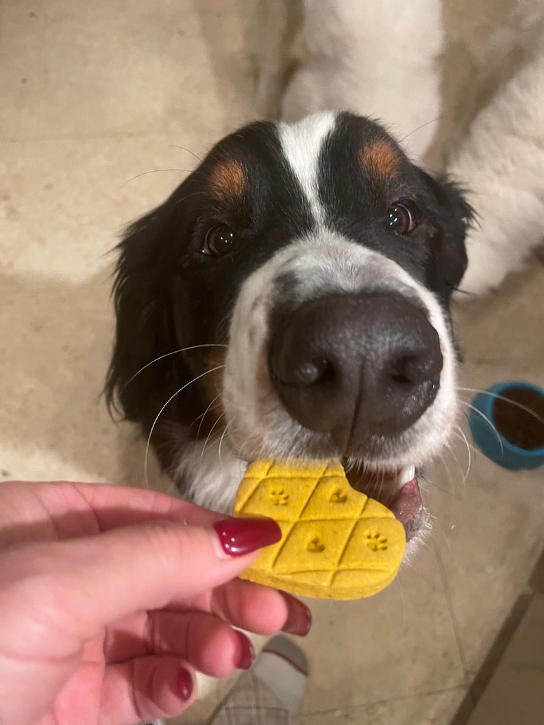 May include: A black, white, and brown dog with a big, wet nose looks up at a hand holding a heart-shaped yellow dog treat. The treat has paw prints embossed on it.