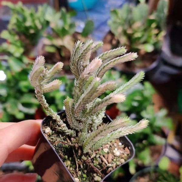 2”pot 4”pot Succulent Plants Crassula Muscosa Variegated Watch Chain