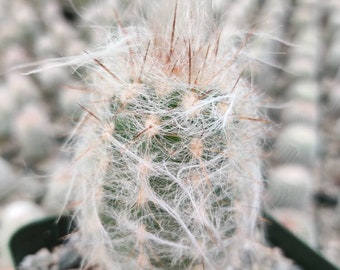 4"pot Live cactus plant Old Man Of The Andes Cactus  Oreocereus Trollii