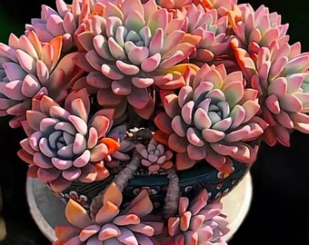 2” pot 4"pot Graptoveria Opalina Succulent Plant