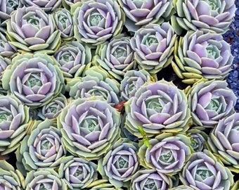 2" pot 4"pot Succulent Plants Echeveria-Lola