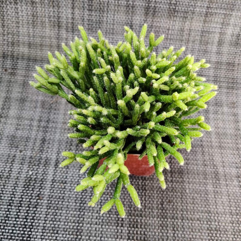 Small Succulents Plants Rhypsalis