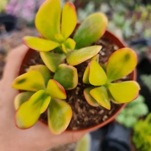 2pot 4pot Crassula Jade Sunset Variegated 4"pot