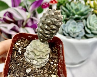2" pot 4“pot Pine Cone Cactus Opuntia papyracantha Tephrocactus