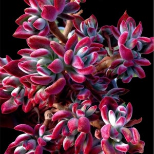 2” pot 4"pot succulent Plants Echeveria Devotion