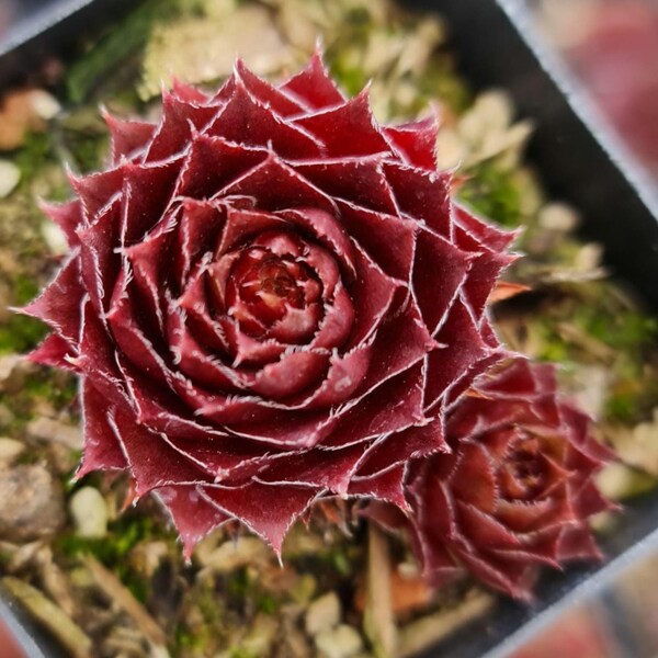 Sempervivum Rubin Rojo Gallina y Pollitos en Maceta de 2"