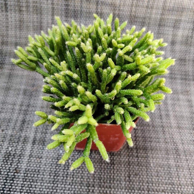 Small Succulents Plants Rhypsalis