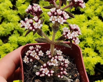 2"pot 4" pot Crassula Tiger Jade