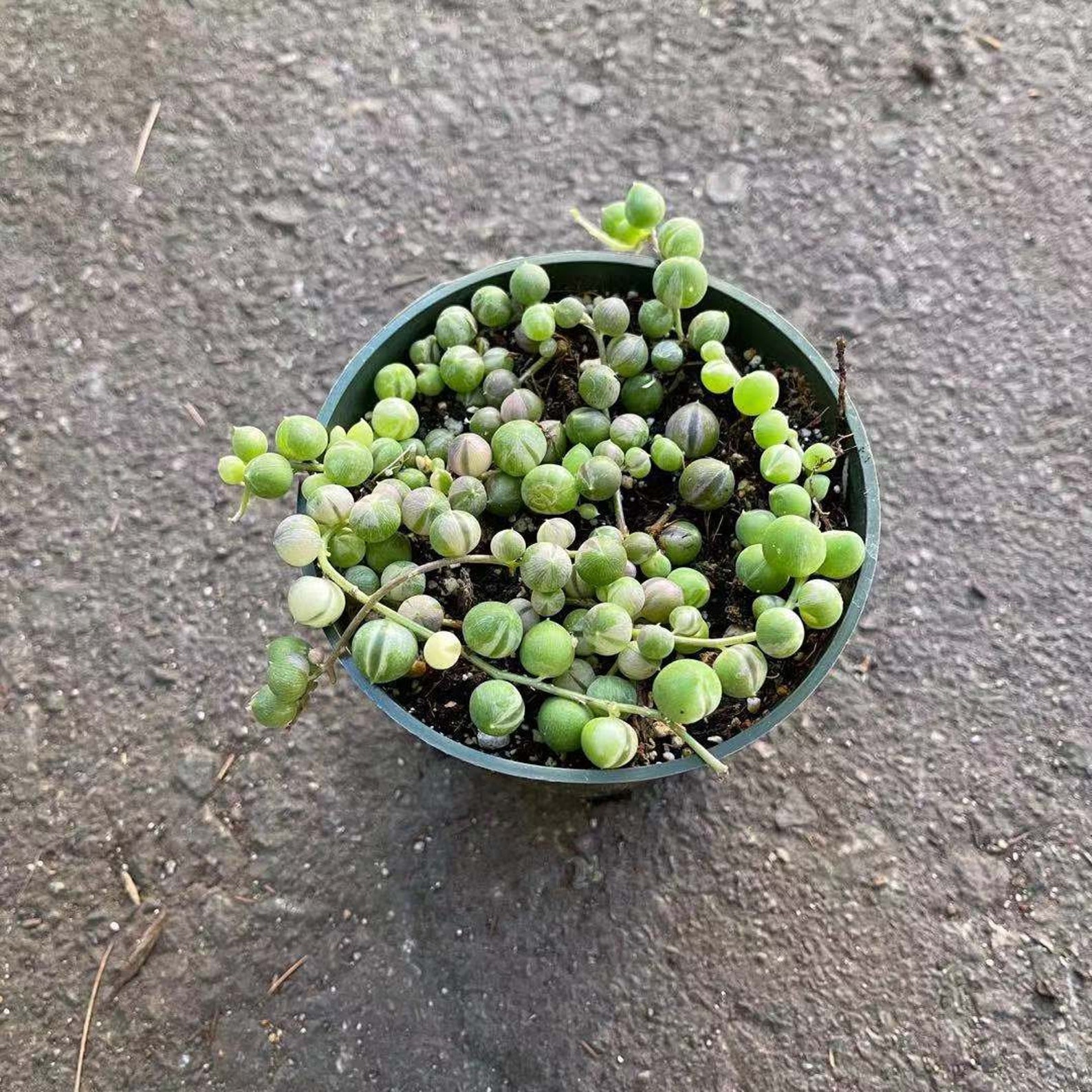 4 pot Large pearls Live plant String of pearls Etsy