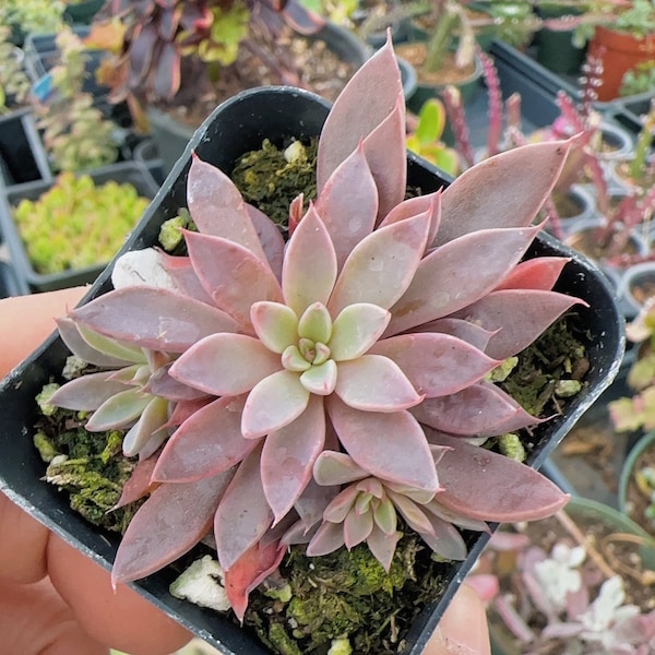 Rare Succulent 2"pot Graptopetalum Rusbyi