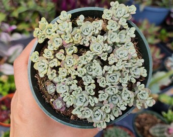 2”pot 4"pot succulent plants Sedum Spathulifolia Cape Blanco