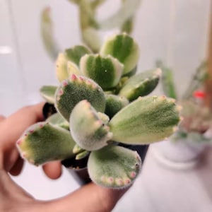 2”pot 4”pot  Succulent Plants Cotyledon tomentosa "Bear's Paw" Variegated