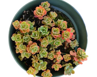 4"pot Plantes succulentes Sedum Nevii 'Forme Rose'