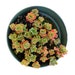 see more listings in the Succulentes section