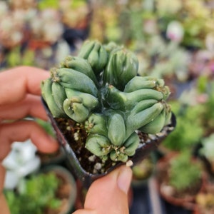 2"pot Live Cactus plant Cereus Forbesii Monstrose Ming Thing