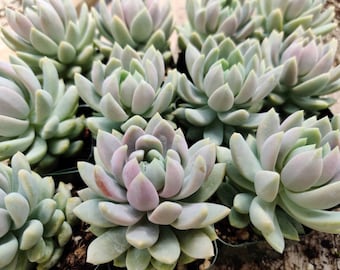 2"pot 4"pot Sedeveria Lilac Mist