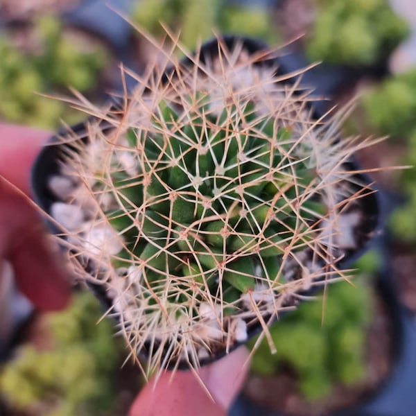 2”pot Cactus Plants Mammillaria longimamma