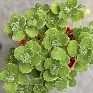 2 pot Plantes succulentes plectranthus Tomentosa image 4