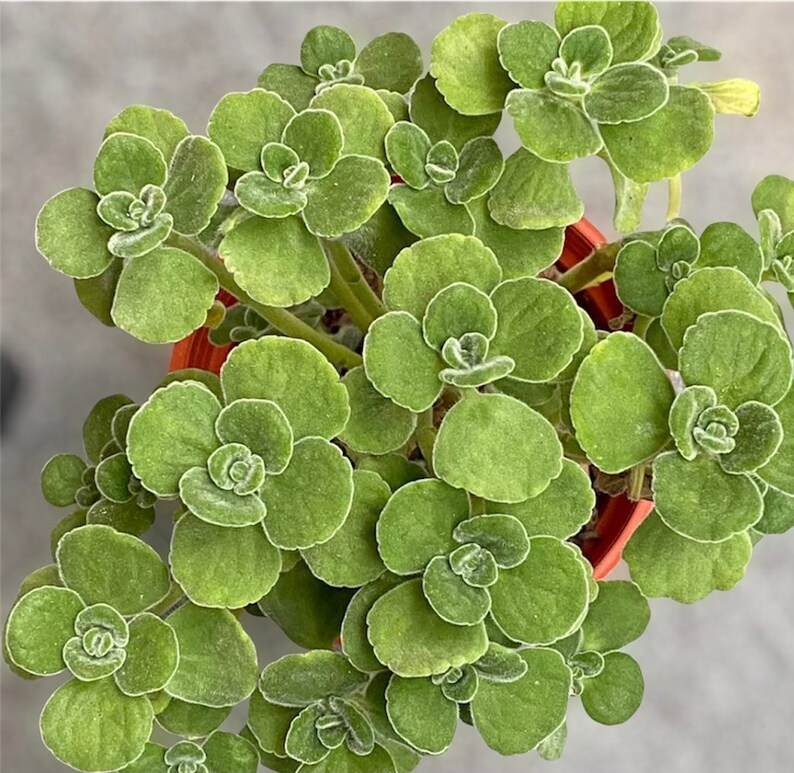 2 pot Plantes succulentes plectranthus Tomentosa image 4