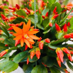 No root Leaf cuttings/ rooted Easter Cactus--Free shipping list