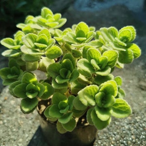 2 pot Plantes succulentes plectranthus Tomentosa image 5