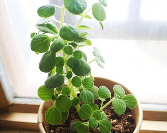 2" pot Succulent Plants plectranthus Tomentosa