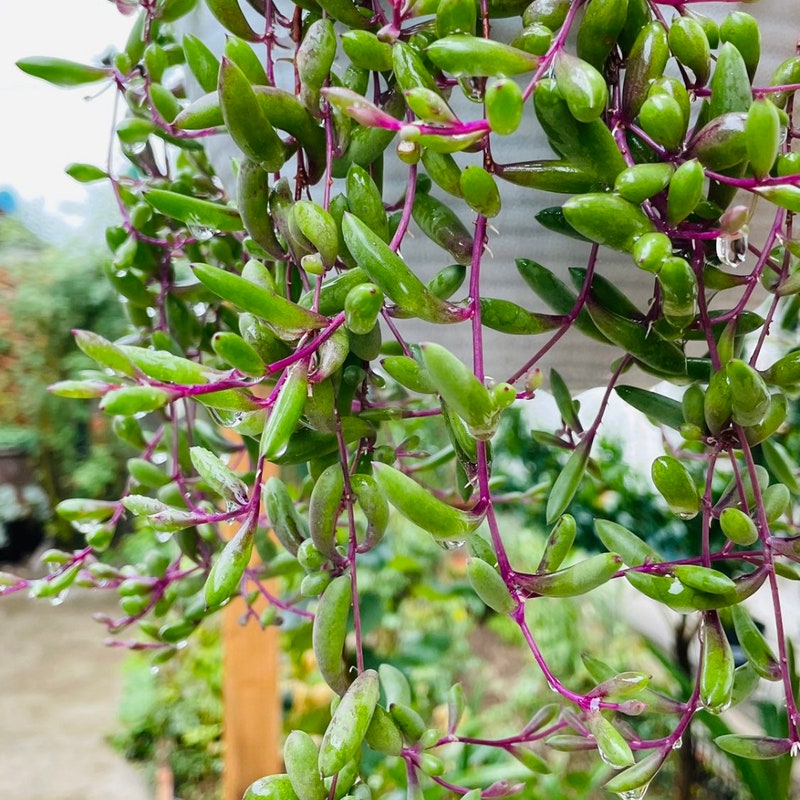 String of Ruby Plant - Etsy