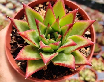 2”pot 4” Succulent Plants echeveria agavoides lip stick