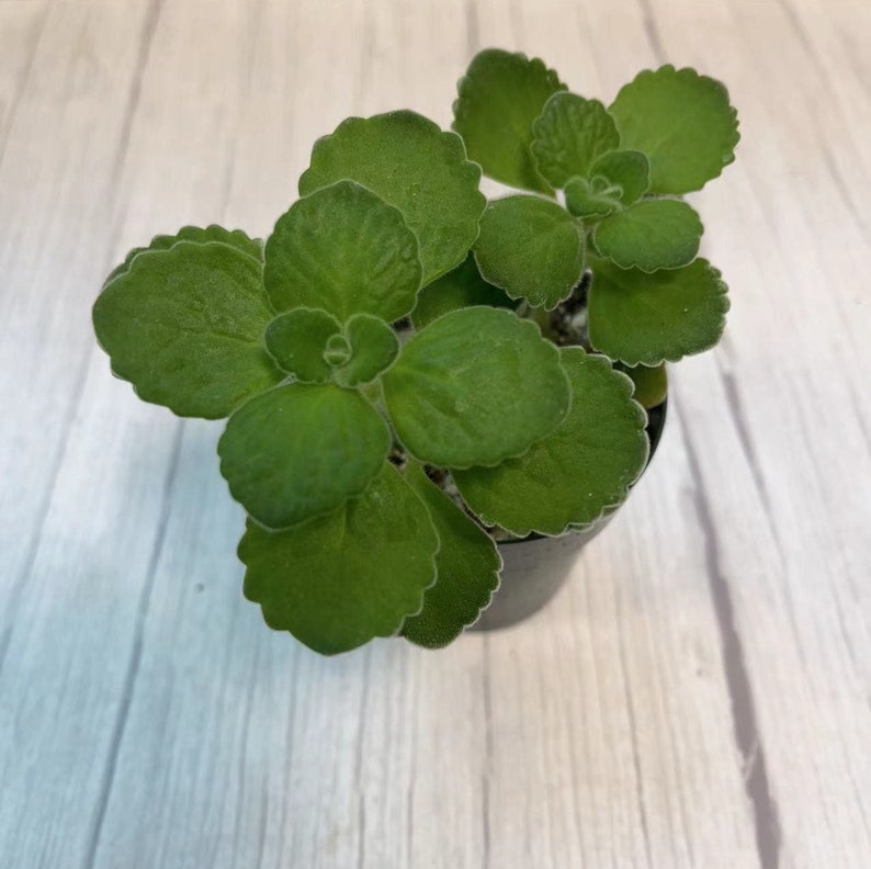 2 pot Plantes succulentes plectranthus Tomentosa image 3