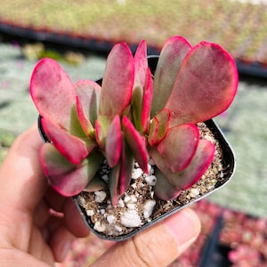 2”pot Crassula Platyphylla Variegated