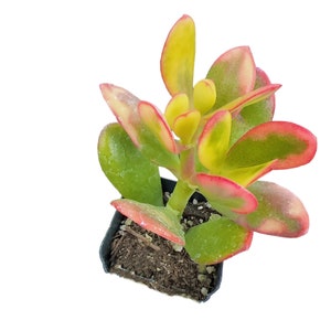 2pot 4pot Crassula Jade Sunset Variegated 2"pot