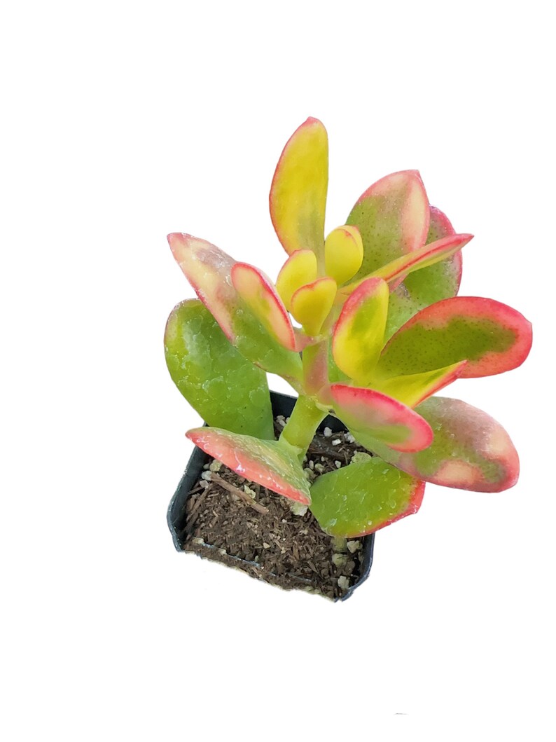 2pot 4pot Crassula Jade Sunset Variegated 2"pot