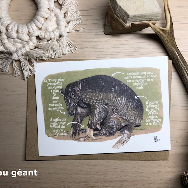 Tatou géant - FRENCH - CARTE POSTALE Edition limitée