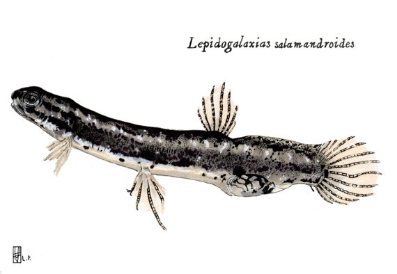 Salamander Fish ORIGINAL Drawing Fundraiser 