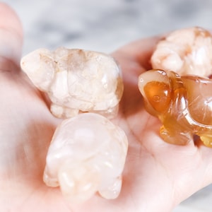 Flower Agate Mini Turtles