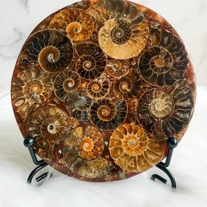 Plate of many Sliced Ammonite Shell Fossil with druzy crystal mineral deposits and stand