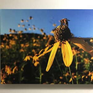 Save the Bees
