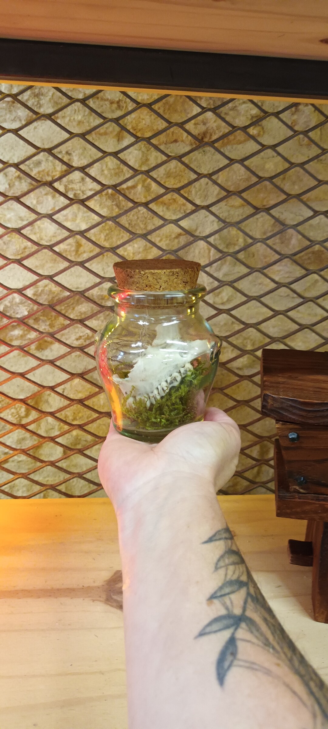 Teeth In Jar Curiosities in a Jar, Deer Teeth, Cabinet of Curiosities, Taxidermy ...