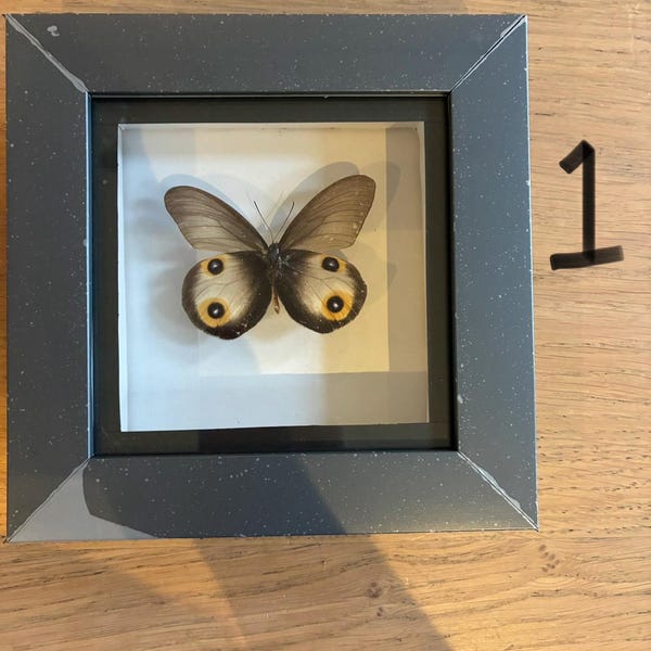 Framed small real butterflies simple white mount insects wall decor curio gift Taxidermy
