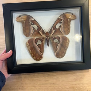 May include: A framed Atlas moth specimen. The moth has large, brown wings with white and dark brown markings. The frame is black and rectangular, with a white background. The specimen is encased in a shadow box.