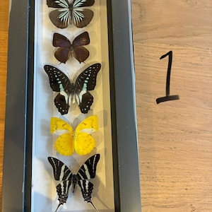May include: A rectangular black shadow box frame containing five preserved butterflies arranged vertically. The specimens include a dark brown butterfly with light blue stripes, a solid purple one, a black butterfly with blue spots, a bright yellow one, and a black and white striped butterfly.