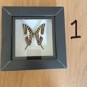 May include: A square black frame containing a preserved butterfly specimen with black, white, and red wing patterns against a white background. The number 1 is written in black ink to the right of the frame. The butterfly features long tails.