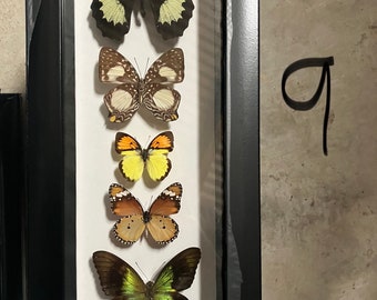5 Pequeñas mariposas reales enmarcadas simples insectos de montaje blanco decoración de la pared regalo curioso Taxidermia